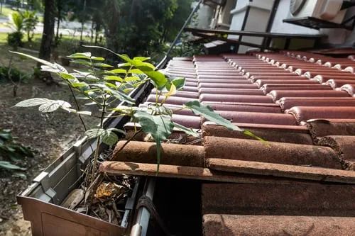 Clogged residential roof gutter with weeds and debris before professional cleaning